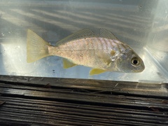 Leiostomus xanthurus