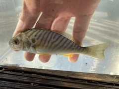 Leiostomus xanthurus