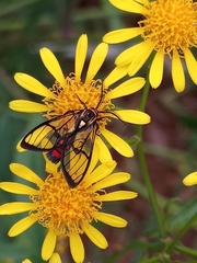 Argyroeides sanguinea