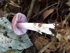 Mycena rosea