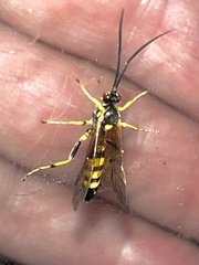 Ichneumon annulatorius