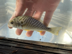 Leiostomus xanthurus