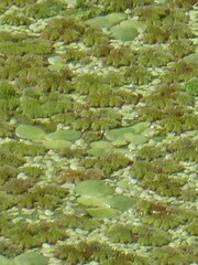 Limnobium laevigatum