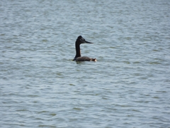 Podiceps major