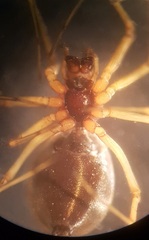 Microlinyphia pusilla