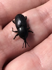 Scyphophorus acupunctatus