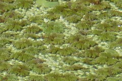 Azolla
