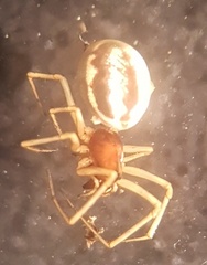 Microlinyphia pusilla