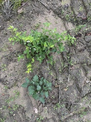Solanum nitidibaccatum