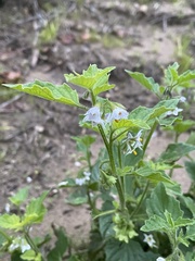 Solanum nitidibaccatum