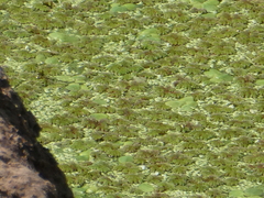 Limnobium laevigatum