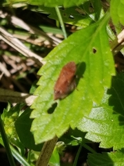 Lepyronia quadrangularis