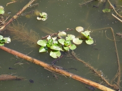 Ludwigia peploides