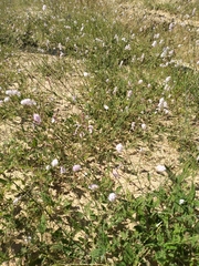 Boerhavia xantii