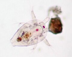 Copepoda
