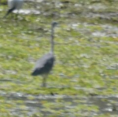 Ardea melanocephala