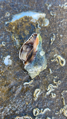 Muricidae