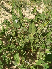 Boerhavia xantii
