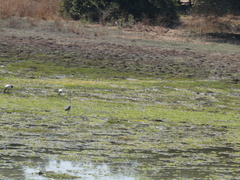 Ardea melanocephala