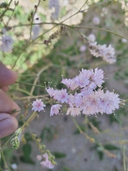 Boerhavia xantii