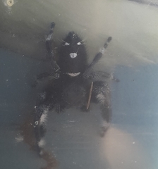 Phidippus regius