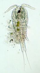 Copepoda