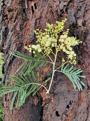 Acacia mearnsii