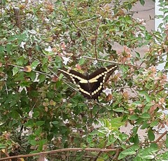 Heraclides cresphontes