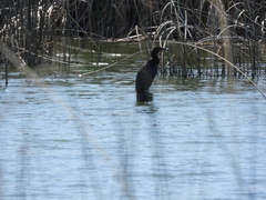 Nannopterum brasilianum