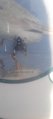 Phidippus regius