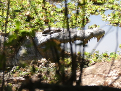 Crocodylus niloticus