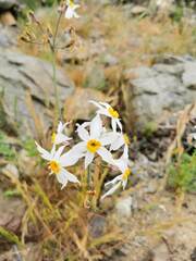 Leucocoryne coronata