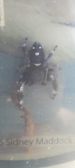 Phidippus regius