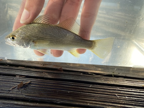 Silver perch (Bairdiella chrysoura) — Sciaenidae — 3