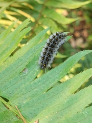 Lophocampa roseata