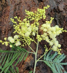 Acacia mearnsii