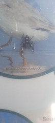 Phidippus regius