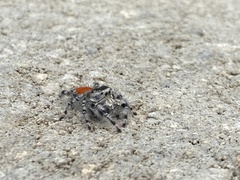 Phidippus adumbratus