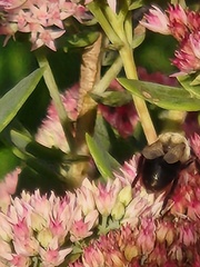 Bombus impatiens