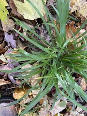 Diarrhena obovata