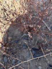 Eriogonum baileyi