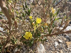 Oenothera villosa