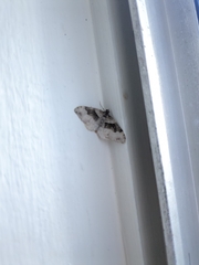 Xanthorhoe defensaria