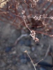 Eriogonum baileyi