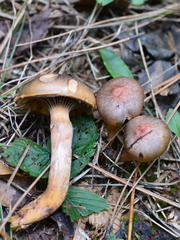 Chroogomphus rutilus