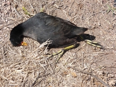 Fulica rufifrons
