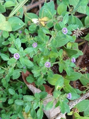 Stemodia verticillata