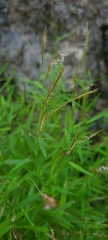 Poaceae