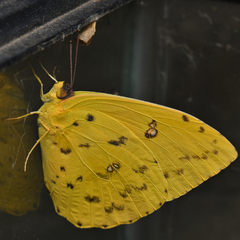 Phoebis philea philea