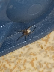 Latrodectus geometricus